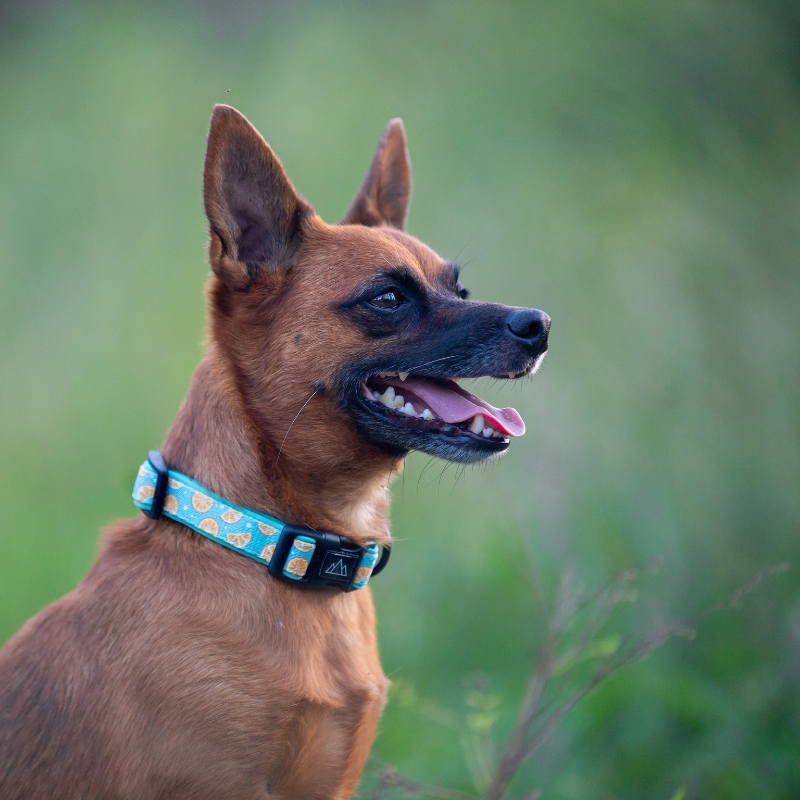 Zest Dog Collar