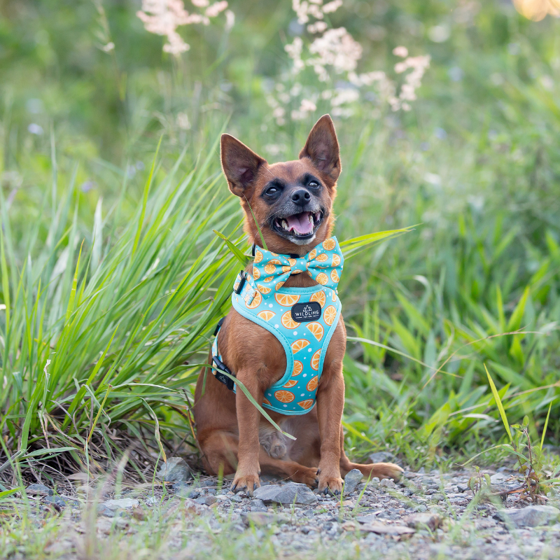 Zest Dog Harness