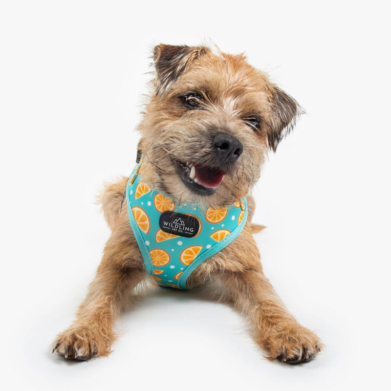 Zest Dog Harness