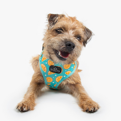 Zest Dog Harness