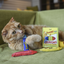 Yeowww!-ola Crayon Catnip Toys