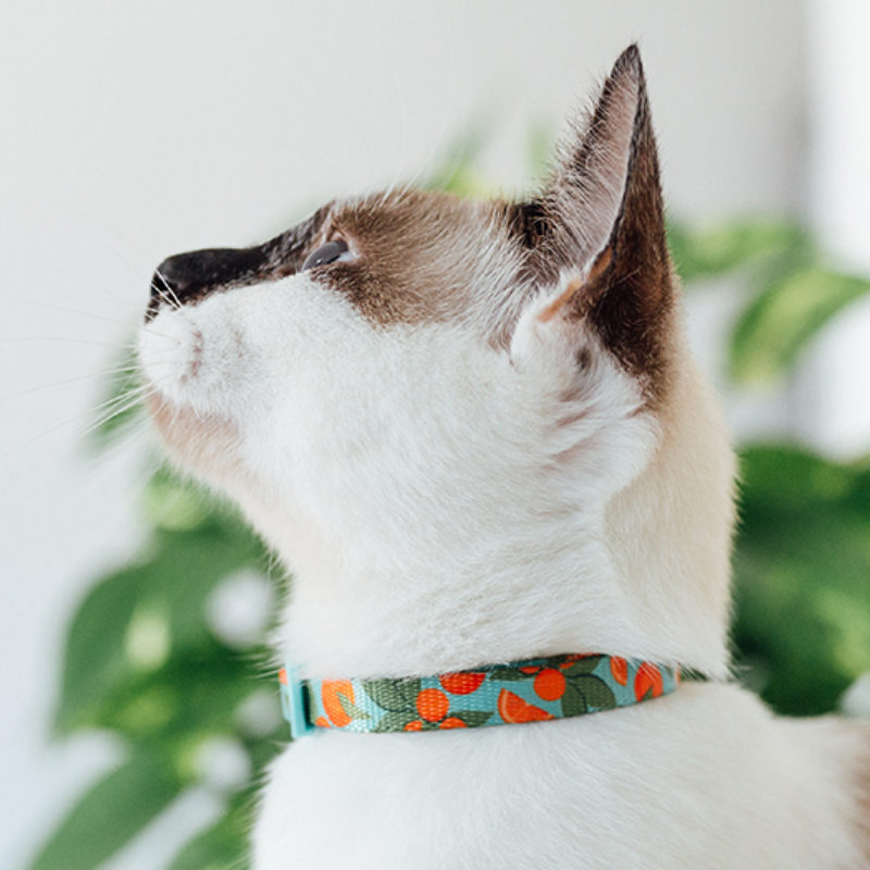 Zee.Dog Zee.Cat Florida Cat Collar | Peticular