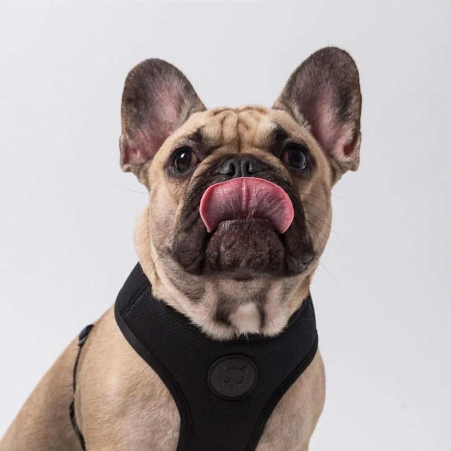 Gotham Adjustable Air Mesh Dog Harness