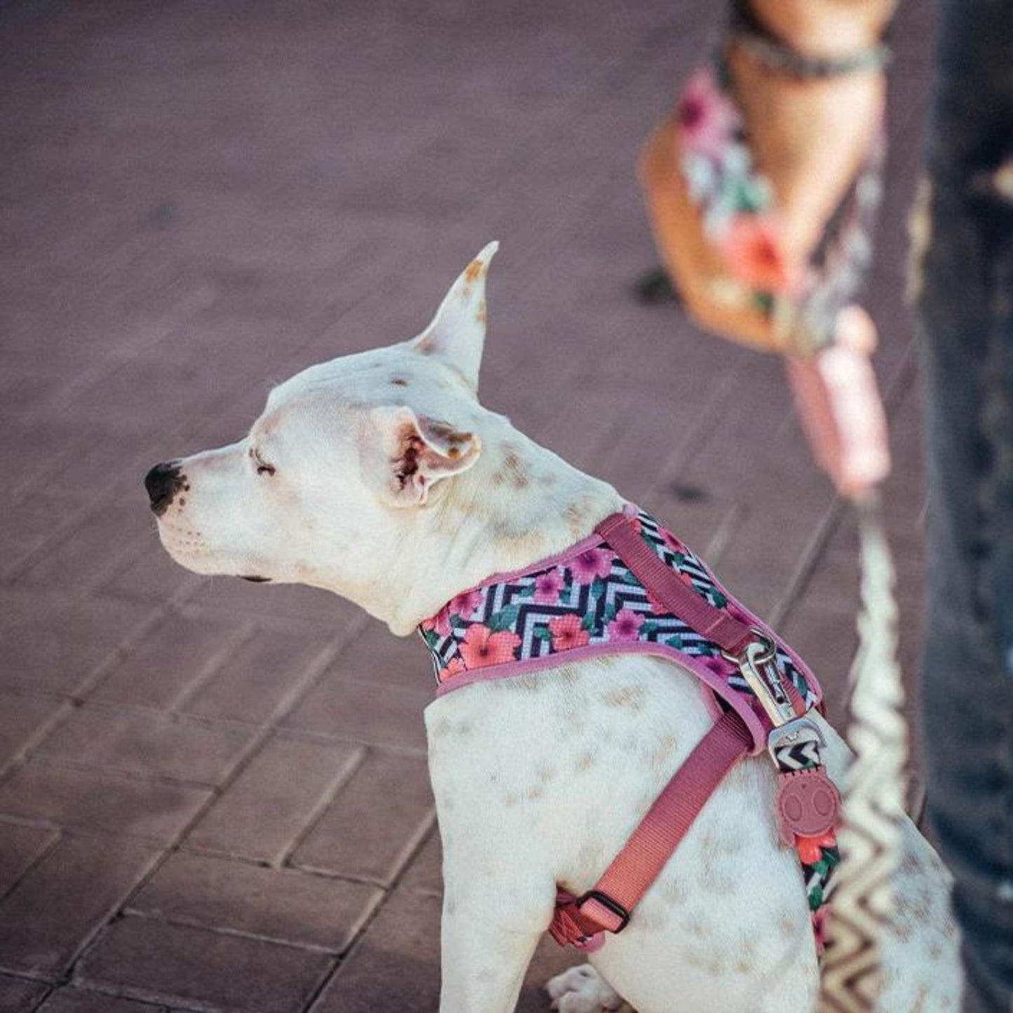 Mahalo Adjustable Air Mesh Dog Harness