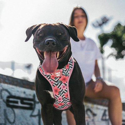 Mahalo Adjustable Air Mesh Dog Harness