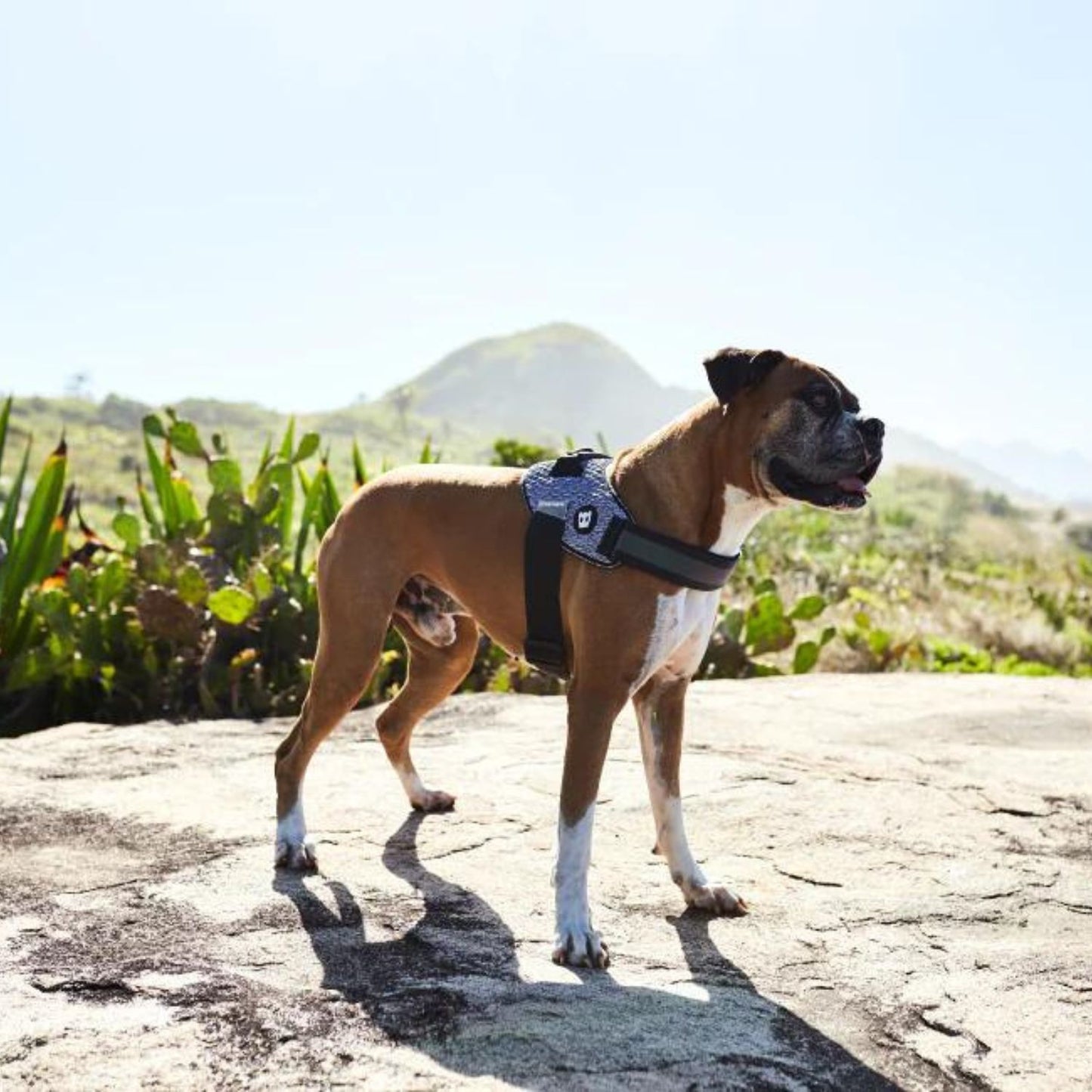 Dog FlyHarness | Urban