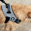 Dog FlyHarness | Urban