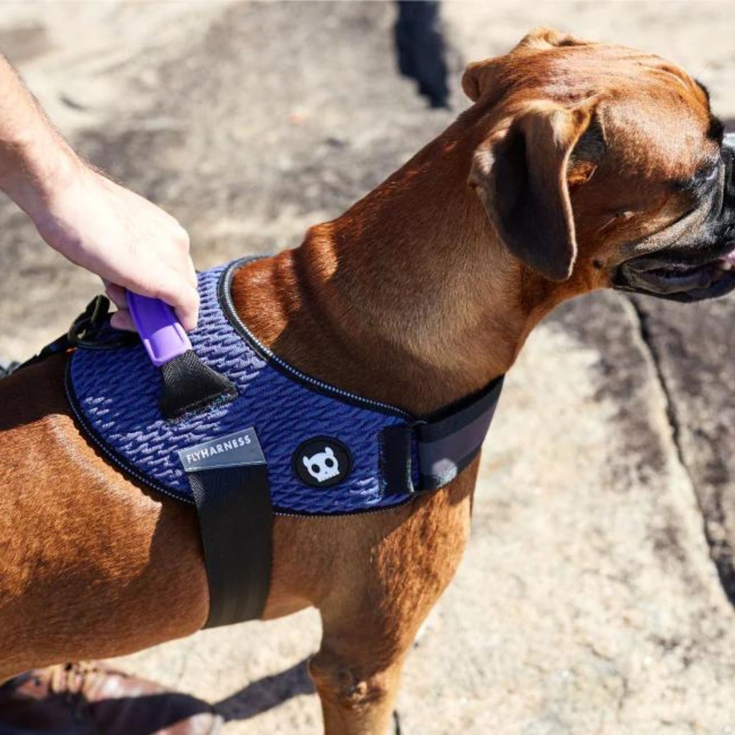 Dog FlyHarness | Wicked