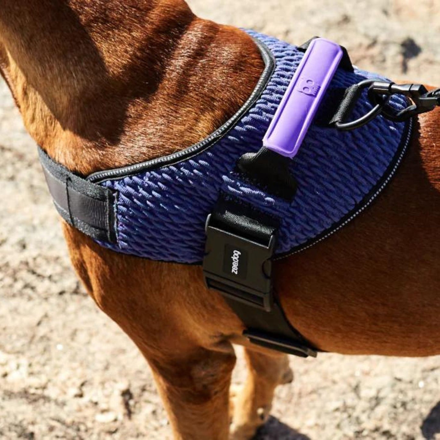 Dog FlyHarness | Wicked