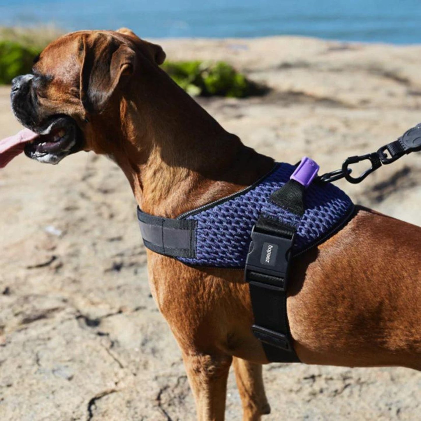 Dog FlyHarness | Wicked