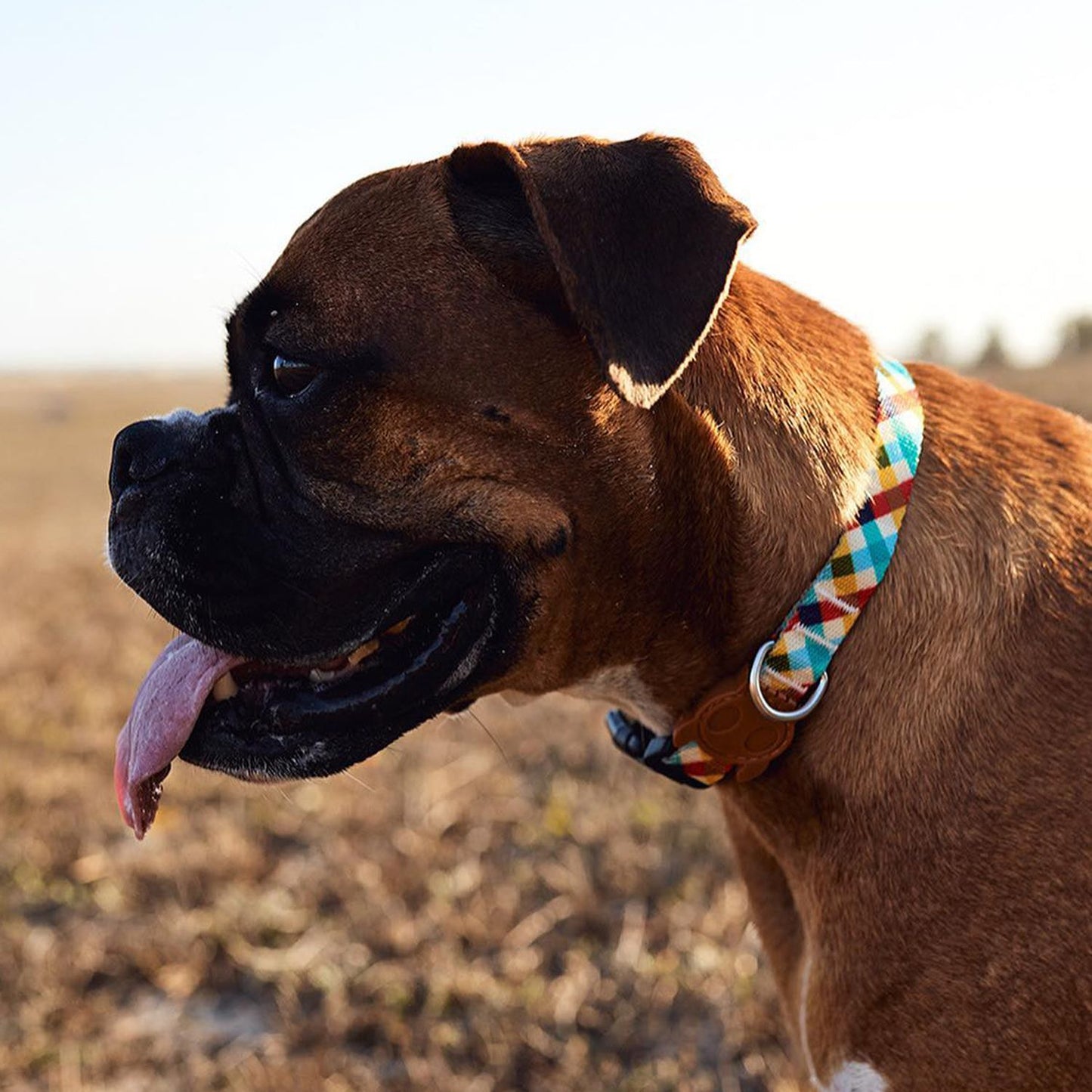 Phantom Dog Collar