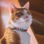 Zee.Cat Mahalo Cat Collar