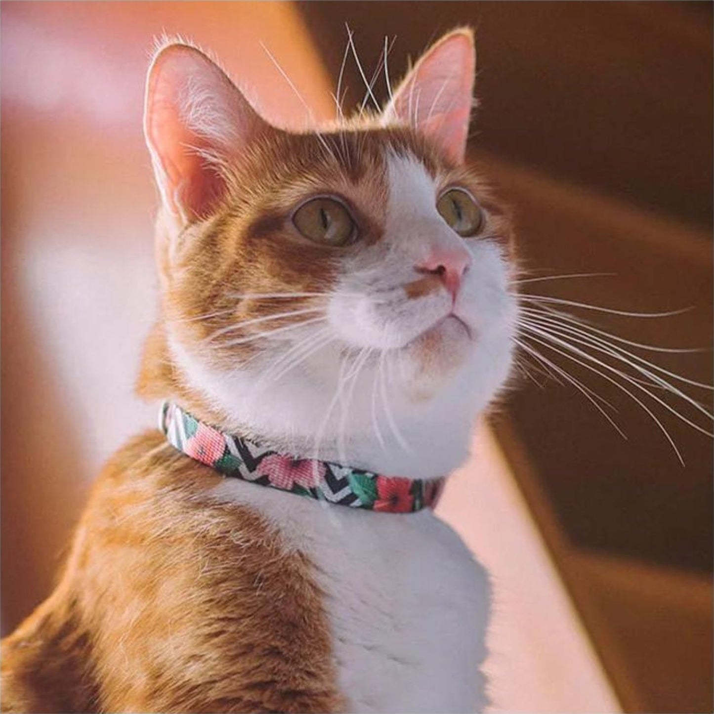 Zee.Cat Mahalo Cat Collar