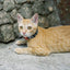 Zee.Cat Skull Cat Collar - Peticular