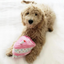 Birthday Cake Plush Dog Toy | Pink