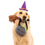 Halloween Dog Costume Kit | Witch