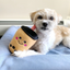 Zippy Paws NomNomz Plush Dog Toy | Boba Milk Tea | Peticular
