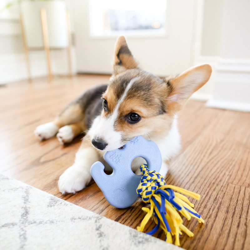 Zippy Paws ZippyTuff Teetherz | Elliot The Elephant | Peticular