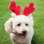 Zippy Paws Christmas Deer Antlers | Peticular