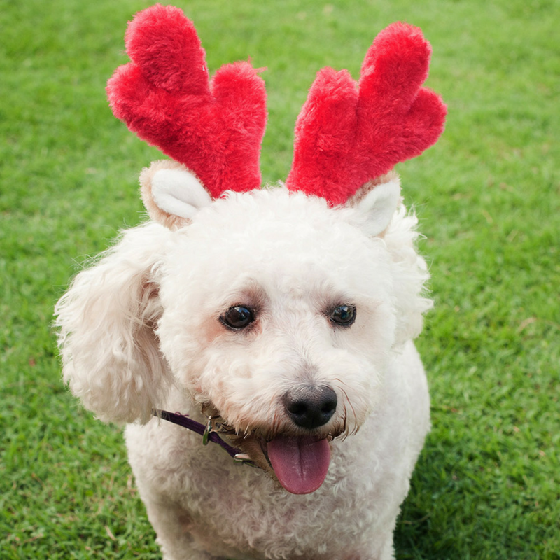Zippy Paws Christmas Deer Antlers | Peticular