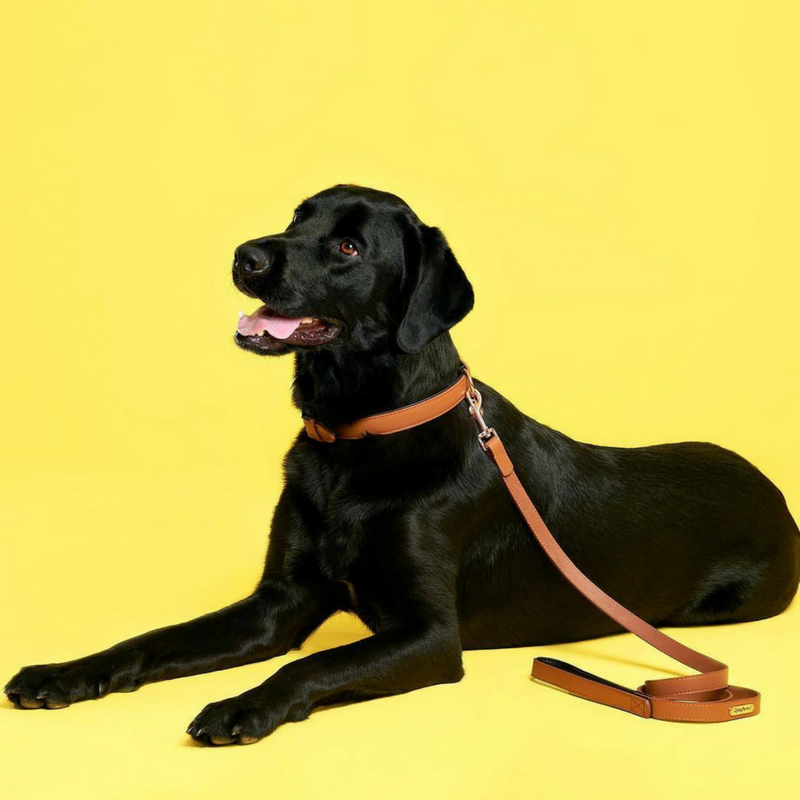 Zippy Paws Leather & Rose Gold Dog Collar | Brown | Peticular