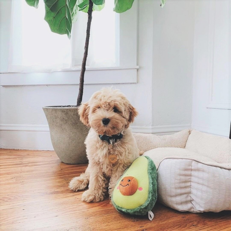 Zippy Paws NomNomz Plush Dog Toy | Avocado | Peticular