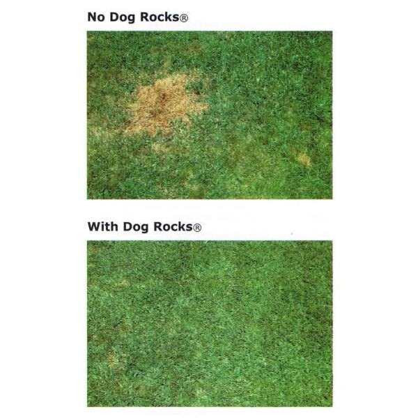 Dog Rocks Dog Rocks | Peticular